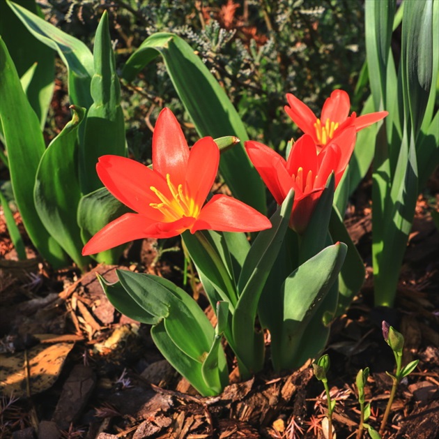 Malý tulipán