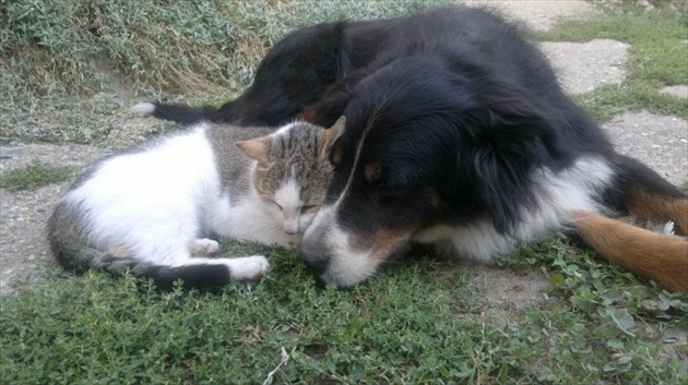 pes a mačka