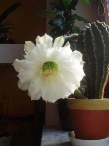 Kaktus - rozkvitnutá krása po rokoch...