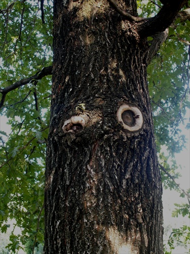 Strom pozorovateľ