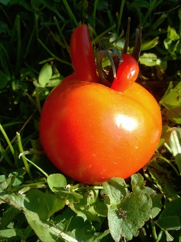 paradajka