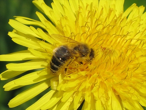 Včielka robotnica