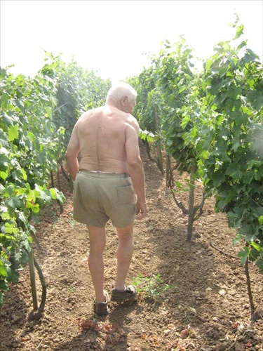 Muž vo vinohrade