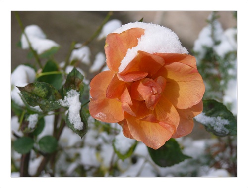 Ruža a sneh