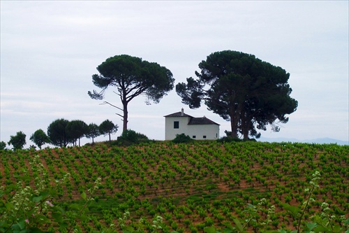 Camino de Santiago (64)  poľnohospodárská oblasť