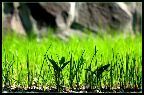 Zelená je tráva...