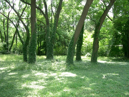 stromy v parku vo Varne