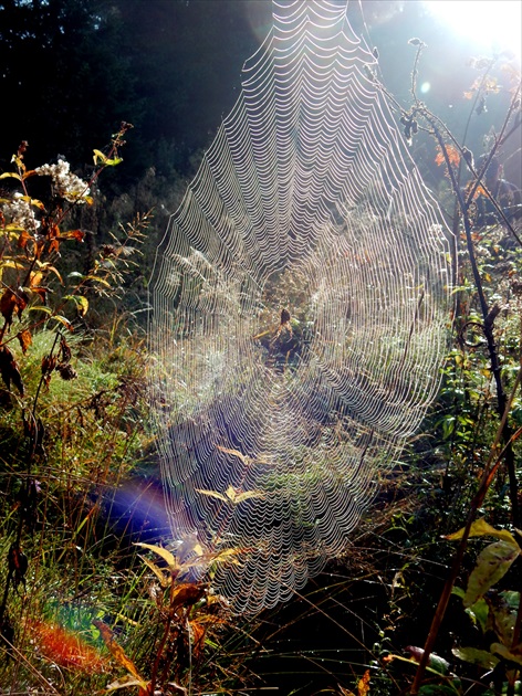 pavúčik a jeho sieť