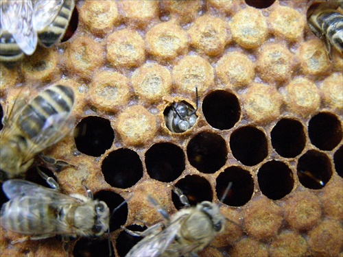 Liahnuca sa včela medonosná