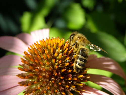 včela madonosná