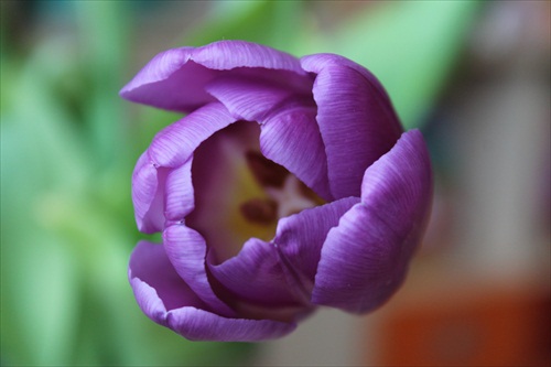 Tulipán z LIDLU 2