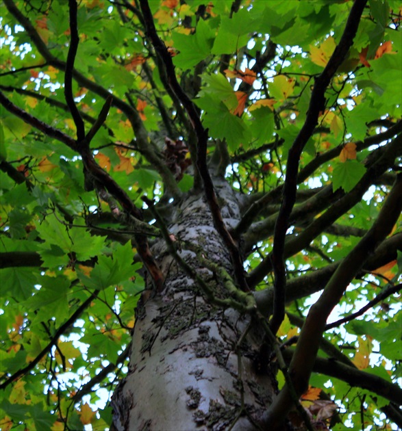 Drevo - Javor