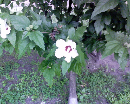 kvet ibišteka
