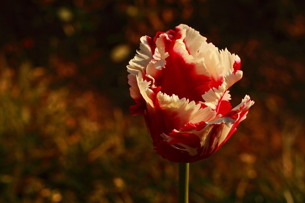 ,,Strapatý tulipán "