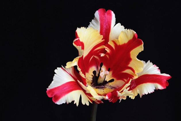 V inom tulipáne