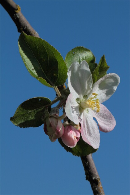 Jabloňový kvet