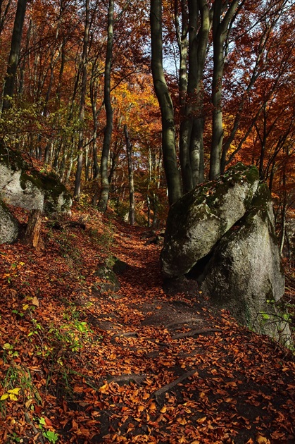 Jesenným lesom