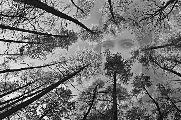Tajomné oči v lese