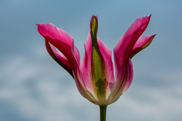 Tulipán a nebo