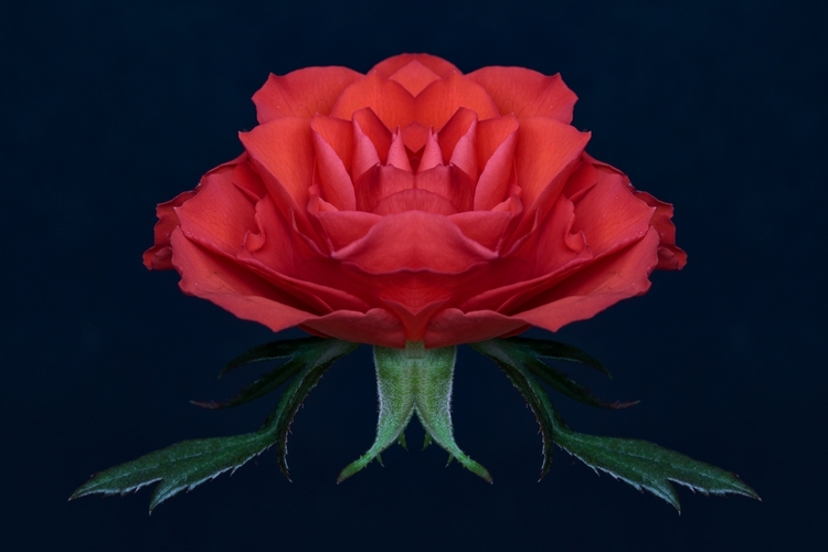 Symetrická ruža