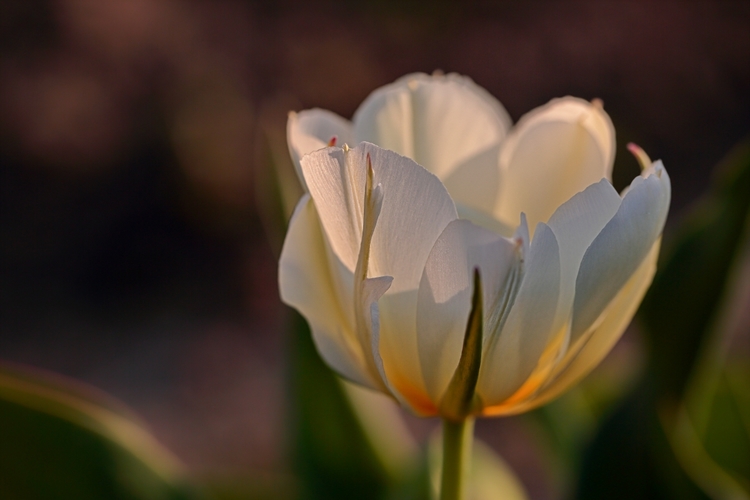 Svetlo v tulipáne