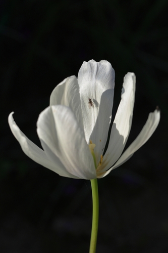 V tulipáne
