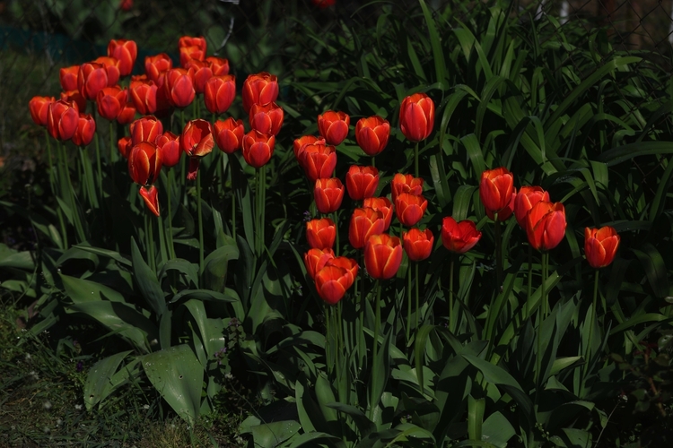 Tulipány pri plote