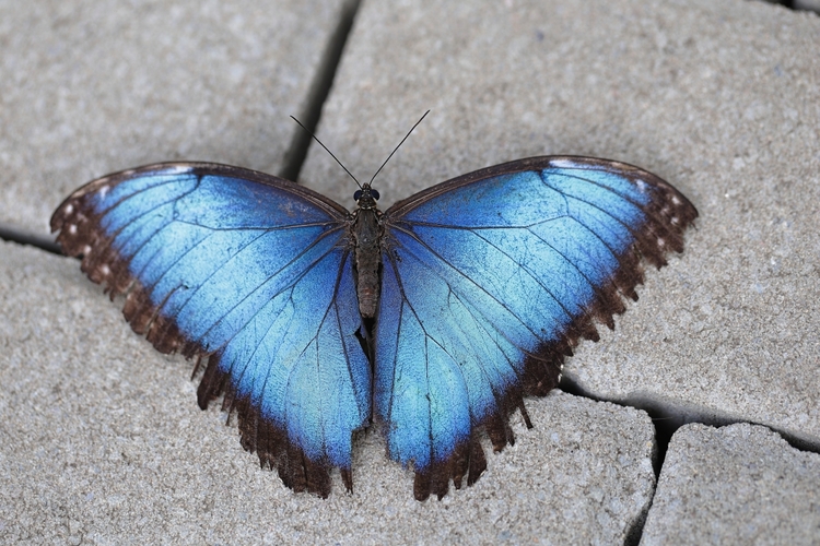 Morpho menelaus