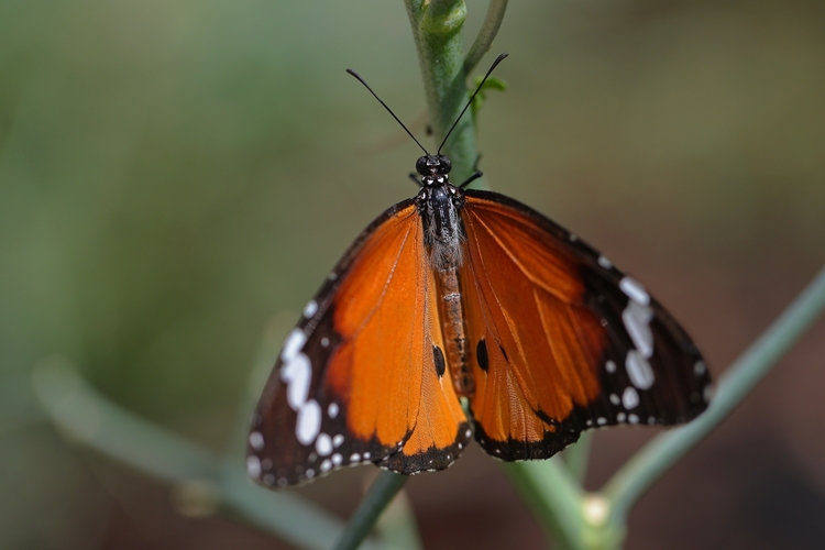 Danaus chryzippus