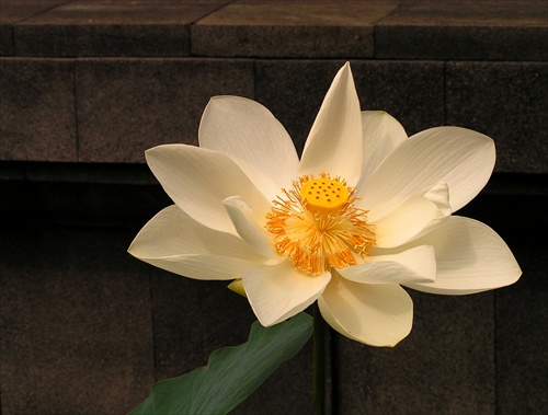 Biely Lotos - posvatny kvet - symbol cistoty