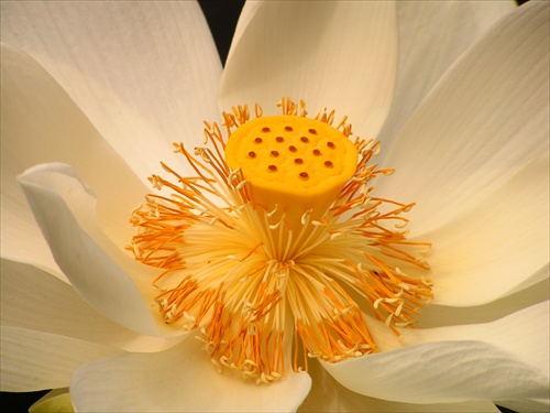Čo skrýva lotos?