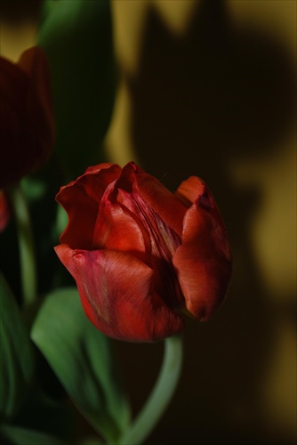 zamysleny tulipan