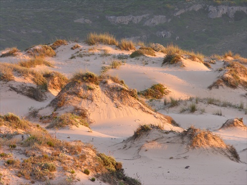 pobrežné duny