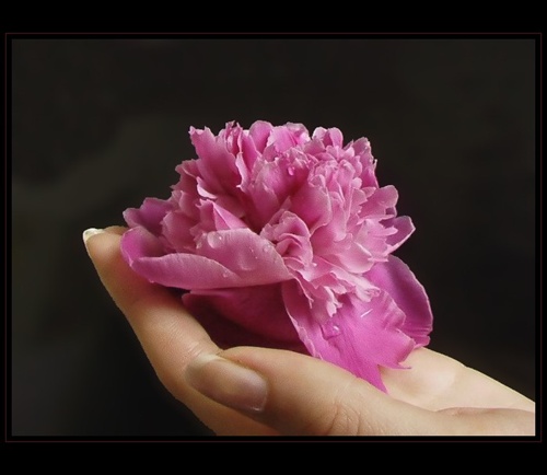 Kvet na dlani