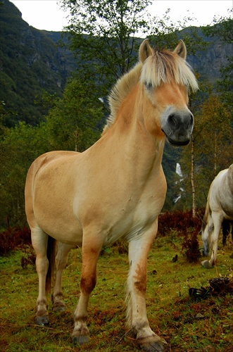 islandský kôň 2