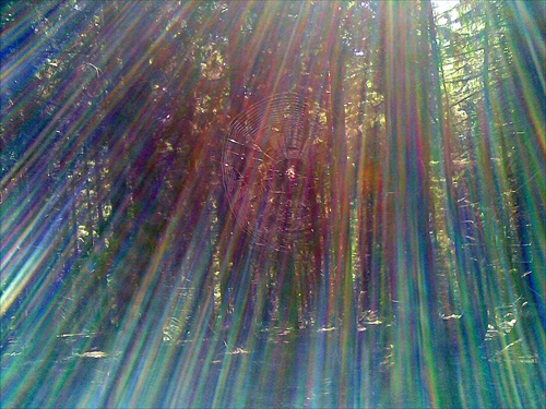 pavučina v lese a lom svetla