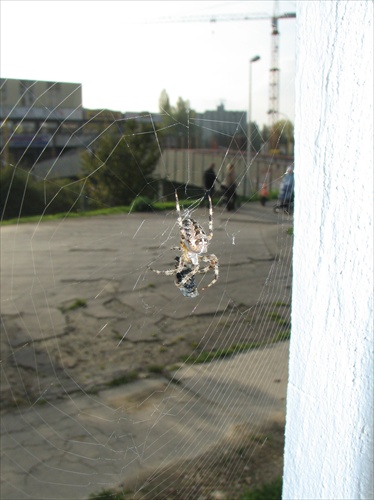 Pavúk na obývačkovom okne