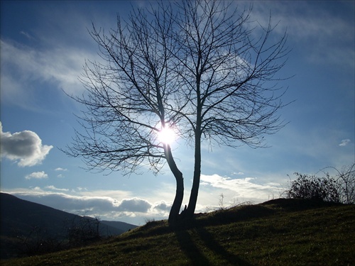 Strom bez mena ... v novembri 2007
