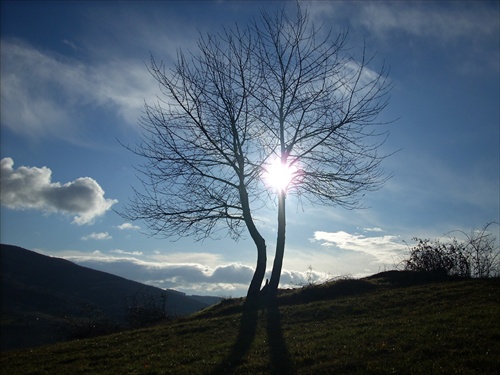 Strom bez mena .. v novembri 2007