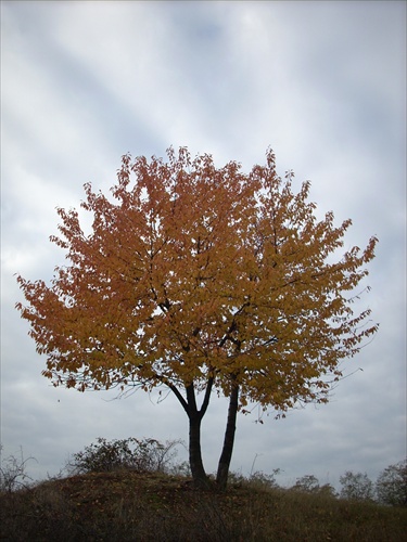 Strom bez mena ... november 2008 3