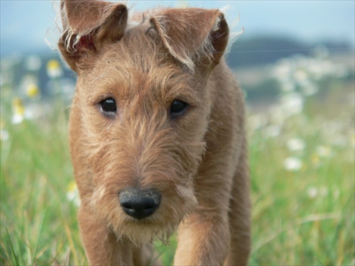 Irish terrier puppy.....
