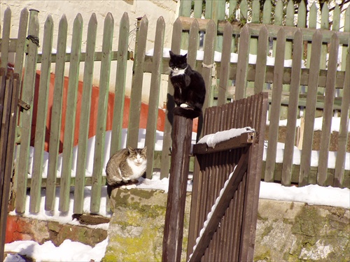 mačky na plote