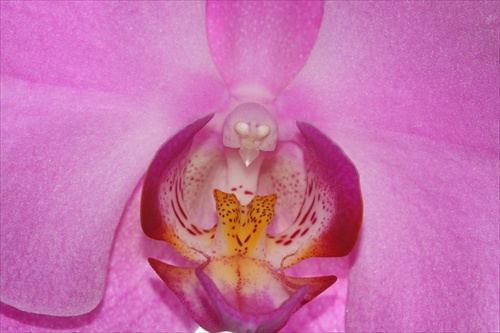 Orchidea detailne