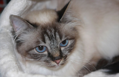 Kočka s modrými očami