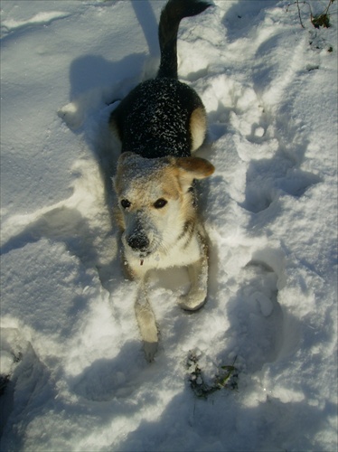 dog in  snow