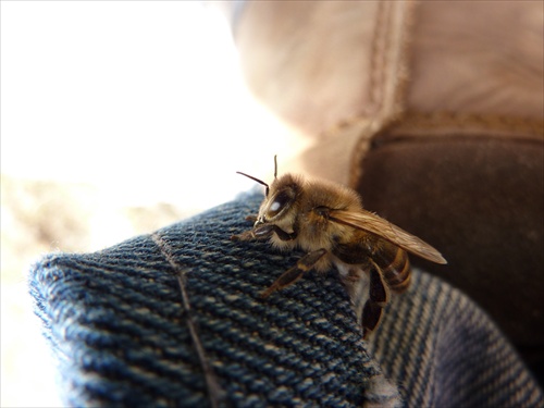 Včielka na štarte