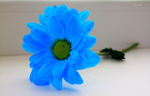 Modrá chryzantéma
