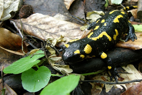 Salamandra škvrnitá (Salamandra salamandra)