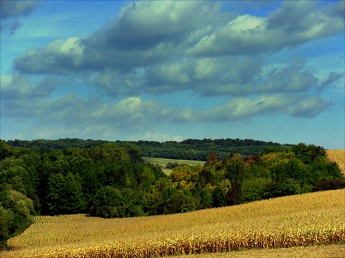 Jeseň nad kukuričným poľom