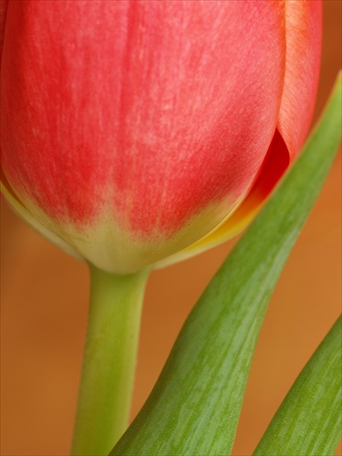 Nezny tulipan